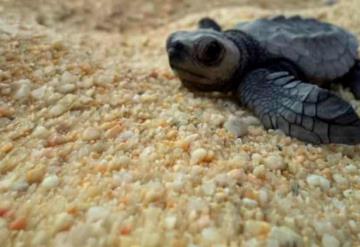 Video: Logran captar a miles de tortugas bebés nadando en el mar