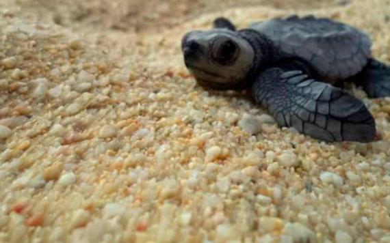 Video: Logran captar a miles de tortugas bebés nadando en el mar