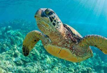 Nueva meta ambiental de Perú: reducir a la mitad muertes de tortugas marinas