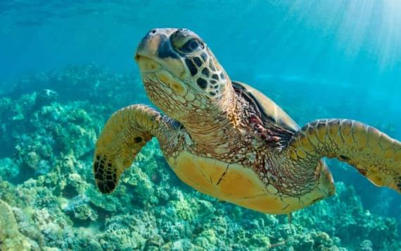 Nueva meta ambiental de Perú: reducir a la mitad muertes de tortugas marinas