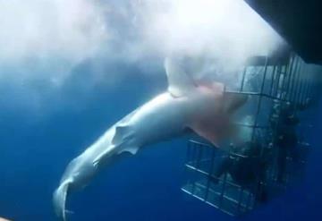 Muere tiburón blanco atorado en jaula de turistas