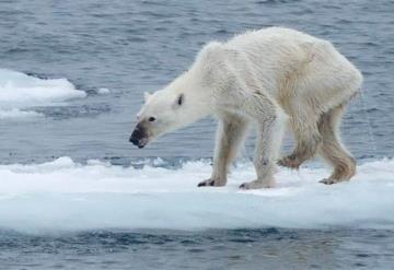 Alrededor de 60 osos polares hambrientos rodean pueblo ruso por falta de hielo marino