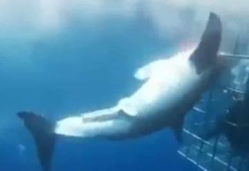 VIDEO Muere tiburón blanco tras quedar atorado en jaula de turistas