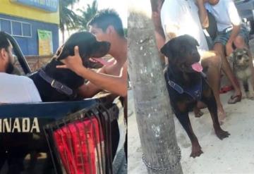 Perro Rottweiler ataca brutalmente a niño de 3 años; lo dejó fuertemente herido