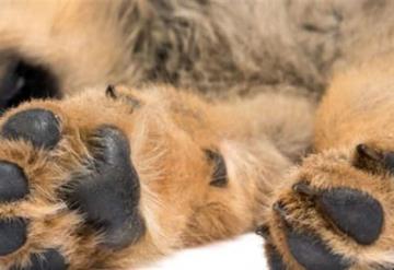 Perro temible por pirotecnia se lanza de un edificio y muere