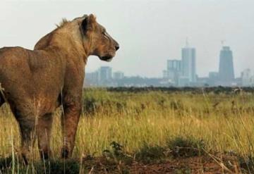 Muere una persona tras ataque de león en los alrededores de un parque