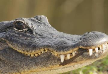 Cocodrilo se comió a hombre que murió por sobredosis de metanfetamina