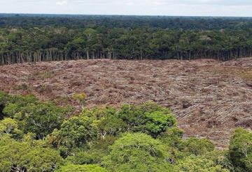 Deforestación de Amazonia crece más del doble en un año