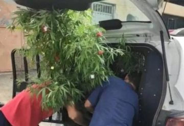 Decide adornar su casa con árbol de navidad de mariguana; se hace viral