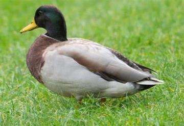 Un patito se apareó tantas veces que tuvieron que amputarle su miembro porque se le pudrió