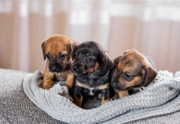 Los cachorros podrían estar enfermando a las personas