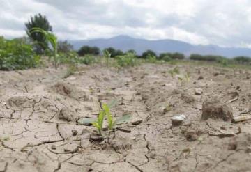 Emiten declaratoria de desastre natural por sequía severa en Veracruz