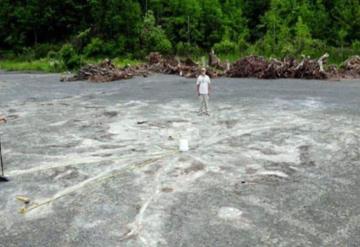 Encuentran un bosque completamente fosilizado