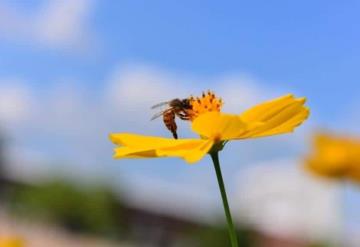 Apicultura en riesgo por uso de pesticidas