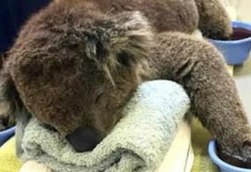 Muere la mitad de koalas de Australia por incendios