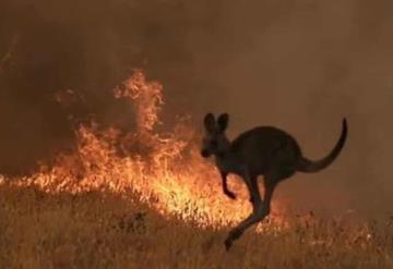 La foto del bebé canguro calcinado en Australia que ha dado la vuelta al mundo