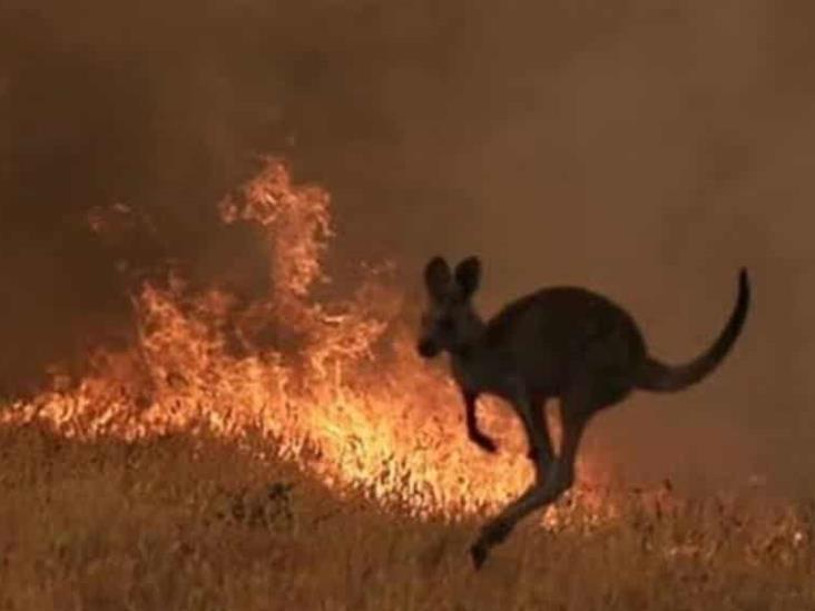 El conmovedor rescate de un bebé canguro que estaba a punto de morir en los  incendios