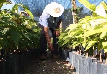 Sembrando Vida con 20 mil campesinos que no laboran