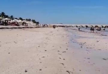 VIDEO Se aleja el mar más de 40 metros en Progreso