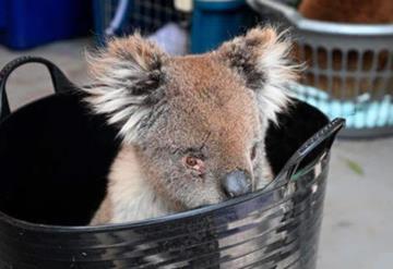 Entrenan a perrita para ayudar a encontrar koalas heridos en Australia