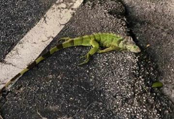 Bajas temperaturas en Florida causan lluvia de iguanas