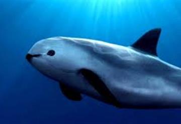 México al rescate de la Vaquita Marina