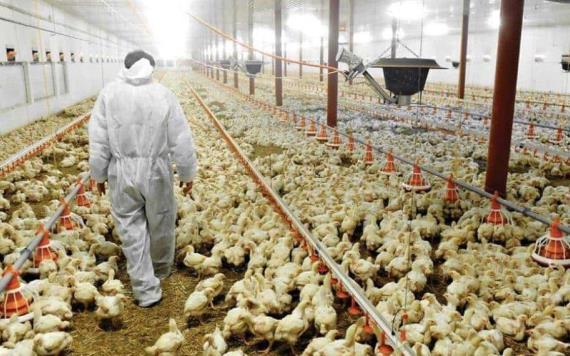 Afirma el gobierno que hay suficiente abasto de pollo en México