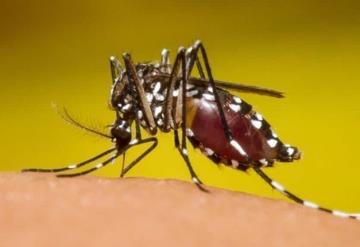 Reportan 25 pacientes con dengue en Tabasco; el estado ocupa primer lugar a nivel nacional