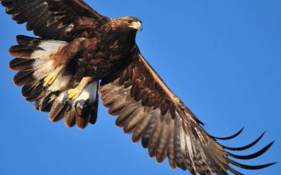 Disminuye la población de águila real debido a la pérdida de hábitat