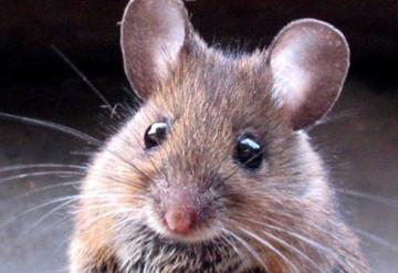 Premian imagen de una pelea entre ratones como mejor foto de naturaleza del 2019