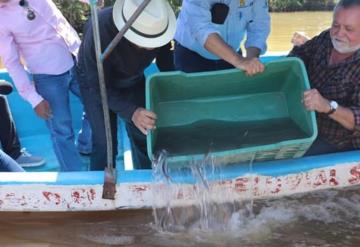 Comienza la repoblación de pejelagartos y mojarras en Jonuta