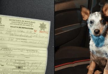 Multan a conductor por traer a un perrito de copiloto