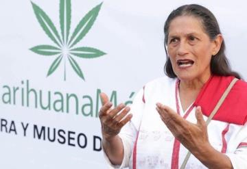 Solicitan permiso al Senado para cultivar marihuana