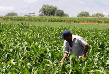 Preparan programa especial de riego en Tabasco; esperan resurgimiento productivo