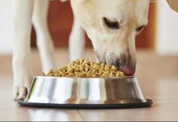 ¿Sabes cuál es el mejor alimento para tu perro? Profeco te lo informa