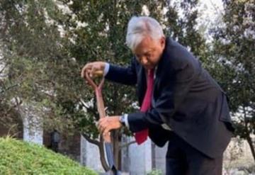 Planta AMLO ceiba tropical en Palacio Nacional