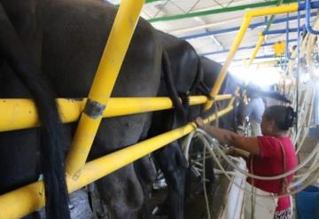 Fortalecerán la crianza de búfalo en Tabasco