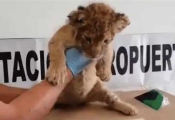 Rescata Guardia Nacional a cachorro de león africano en el aeropuerto de Oaxaca