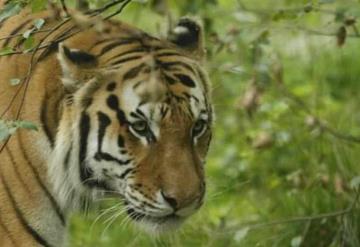 Da positivo a coronavirus un tigre de un zoológico en Nueva York