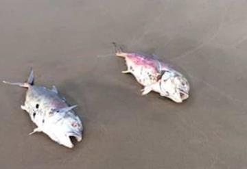 Encuentran peces muertos en playas de Paraíso, desconocen las causas