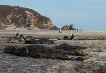 Salen cocodrilos a orillas de las playas de Oaxaca, ante la ausencia de turistas