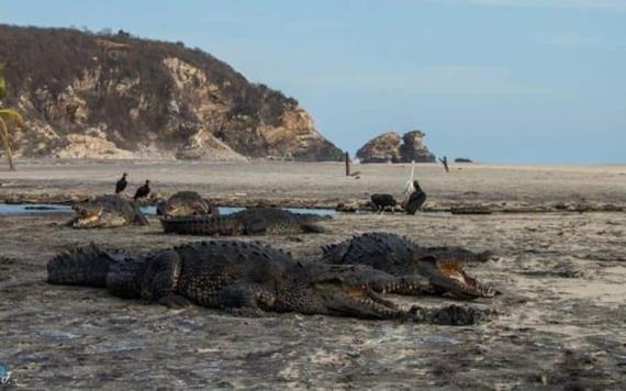 Salen cocodrilos a orillas de las playas de Oaxaca, ante la ausencia de turistas