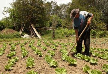 Que Tabasco sea rústico, con bases agropecuarias, representa una ventaja: economista