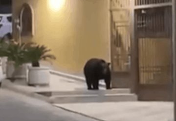 Captan a un oso paseándose en calles Monterrey, Nuevo León