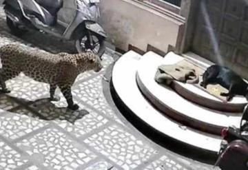 Leopardo salta barda y ataca a perro