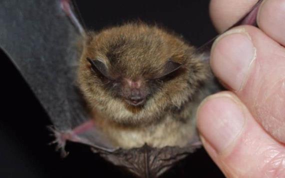 Investigadores descubren 4 especies de murciélagos vinculados al COVID-19