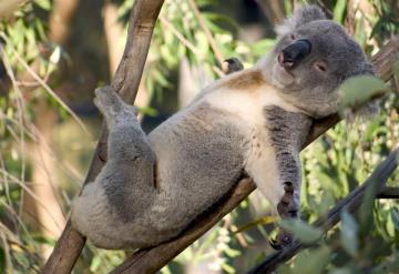 Regresan a su ha´bitat algunos koalas heridos durante incendios forestales en Australia