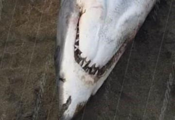 Aparece tiburón muerto en playa de Paraíso