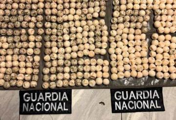 Encuentran 470  huevos de tortuga marina en una mochila en Oaxaca