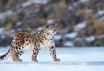 Reaparece leopardo de las nieves, especie que se creía extinta